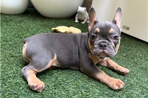 Alara - French Bulldog for sale