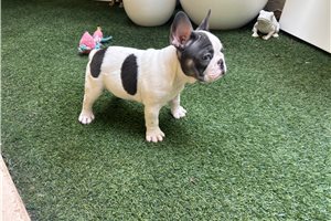 Ashton - French Bulldog for sale