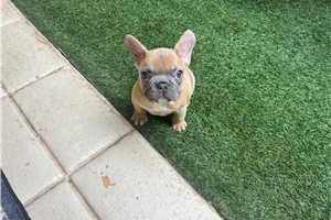 Polly - French Bulldog for sale