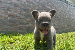 Holiday - French Bulldog for sale