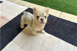 Hershel - French Bulldog for sale