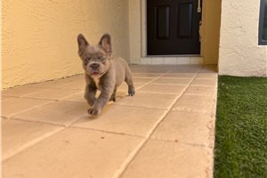 Holiday - French Bulldog for sale