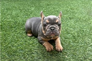 Alara - puppy for sale