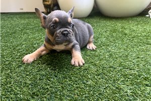 Ajax - puppy for sale