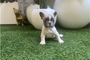 Andrew - puppy for sale