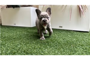 Holiday - French Bulldog for sale