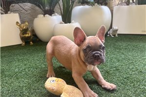 Abner - French Bulldog for sale