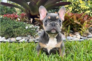 Ajax - French Bulldog for sale