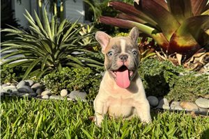 Andrew - French Bulldog for sale