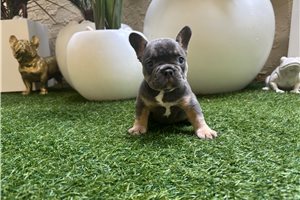 August - puppy for sale