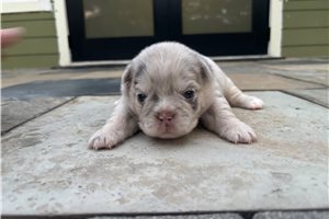 Holly - puppy for sale
