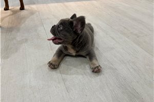 Hero - French Bulldog for sale