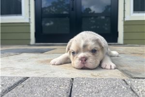 Hershel - French Bulldog for sale