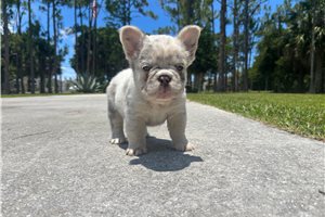 Holly - French Bulldog for sale
