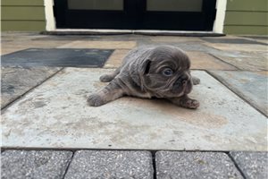 Hero - puppy for sale