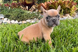 Polly - French Bulldog for sale