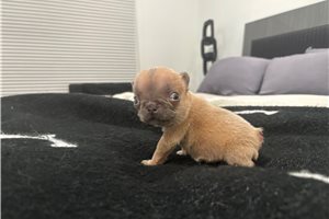 Abigail - French Bulldog, placed in South Florida