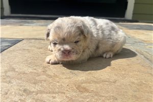 Hope - French Bulldog for sale