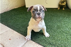 Andrew - French Bulldog for sale