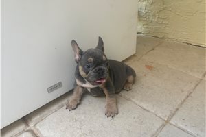 Ajax - French Bulldog for sale
