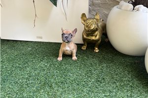 Polly - French Bulldog for sale