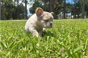 Hope - French Bulldog for sale