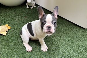 Ashton - French Bulldog for sale