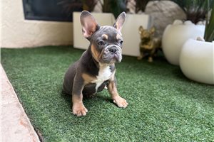 Ajax - French Bulldog for sale