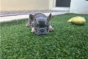 August - puppy for sale