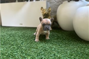 Apollo - puppy for sale
