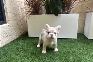 Hershel - French Bulldog for sale