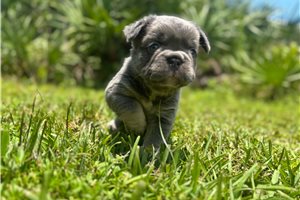 Hero - French Bulldog for sale