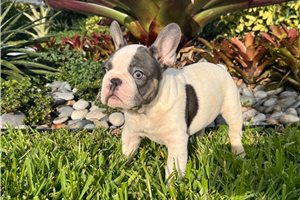 Ashton - French Bulldog for sale