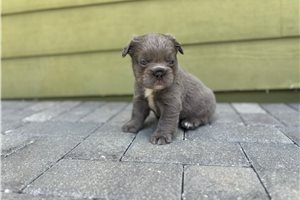 Holiday - French Bulldog for sale