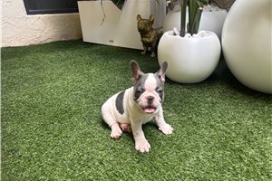 Ashton - puppy for sale