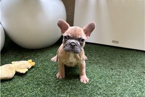 Polly - French Bulldog for sale