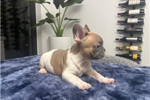 Andrew - French Bulldog for sale
