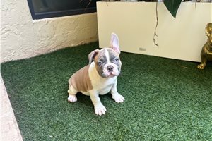 Alexander - French Bulldog for sale