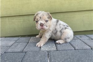 Hope - French Bulldog for sale