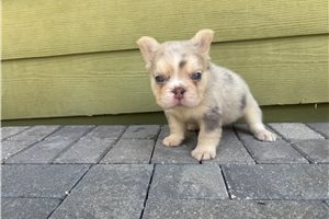 Hershel - French Bulldog for sale