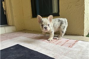 Holly - French Bulldog for sale