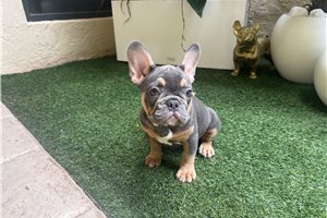 Alara - French Bulldog for sale
