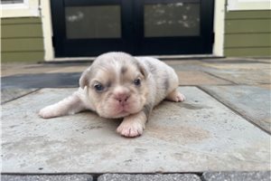 Hershel - French Bulldog for sale
