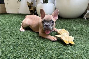 Abner - French Bulldog for sale