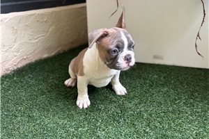 Alexander - French Bulldog for sale
