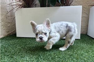Holly - French Bulldog for sale