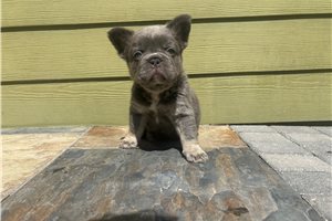Hero - French Bulldog for sale