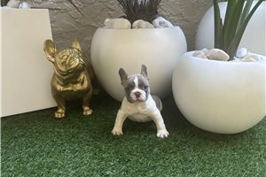 Alexander - puppy for sale