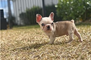 Spector - French Bulldog for sale