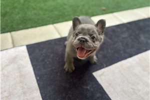Holiday - French Bulldog for sale